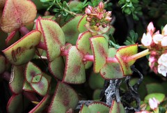 Crassula pellucida marginalis