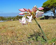 Crinum lineare