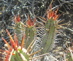 Euphorbia heptagona