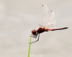 Celithemis bertha