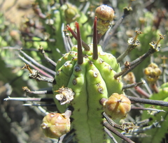 Euphorbia heptagona