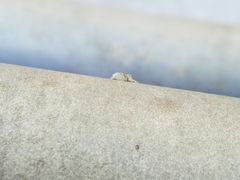 Hamataliwa grisea