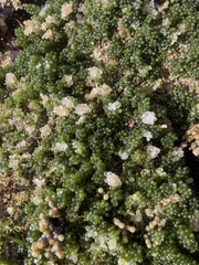 Caulerpa geminata