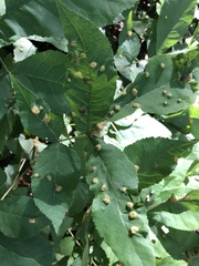 Phylloxera williamsi