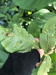 Phylloxera williamsi