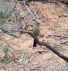 Emberiza capensis capensis