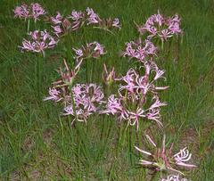 Nerine angustifolia