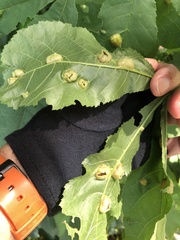 Phylloxera williamsi