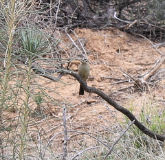 Emberiza capensis capensis