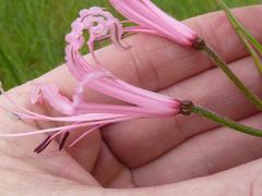Nerine angustifolia