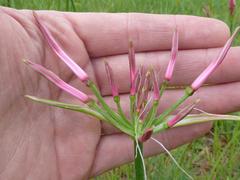 Nerine angustifolia