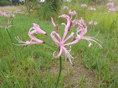 Nerine angustifolia