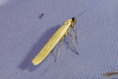 Eilema lutarella