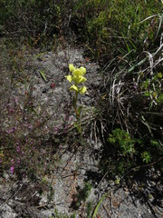 Pterygodium acutifolium