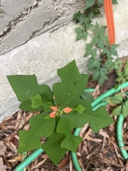 Euphorbia cyathophora