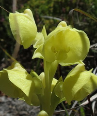 Pterygodium acutifolium