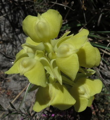 Pterygodium acutifolium