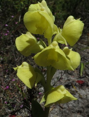 Pterygodium acutifolium