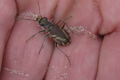 Cicindela bellissima