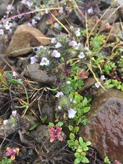 Euphrasia frigida