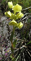 Pterygodium acutifolium
