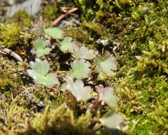 Micranthes nelsoniana