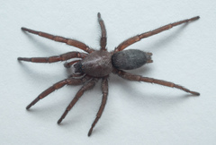 Scotophaeus scutulatus