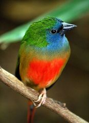 Pin-Tailed Parrotfinch photo 1