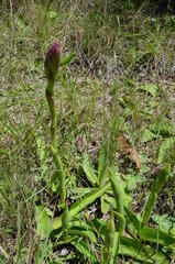 Satyrium longicauda longicauda
