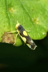 Eupteryx vittata
