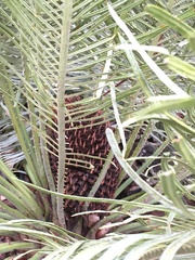 Cycas ophiolitica