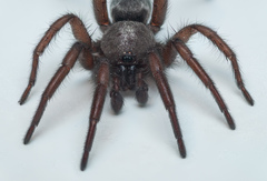 Scotophaeus scutulatus