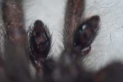 Scotophaeus scutulatus