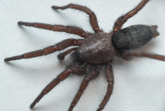 Scotophaeus scutulatus