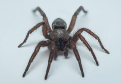 Scotophaeus scutulatus