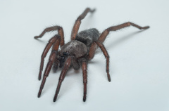 Scotophaeus scutulatus