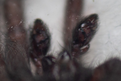 Scotophaeus scutulatus