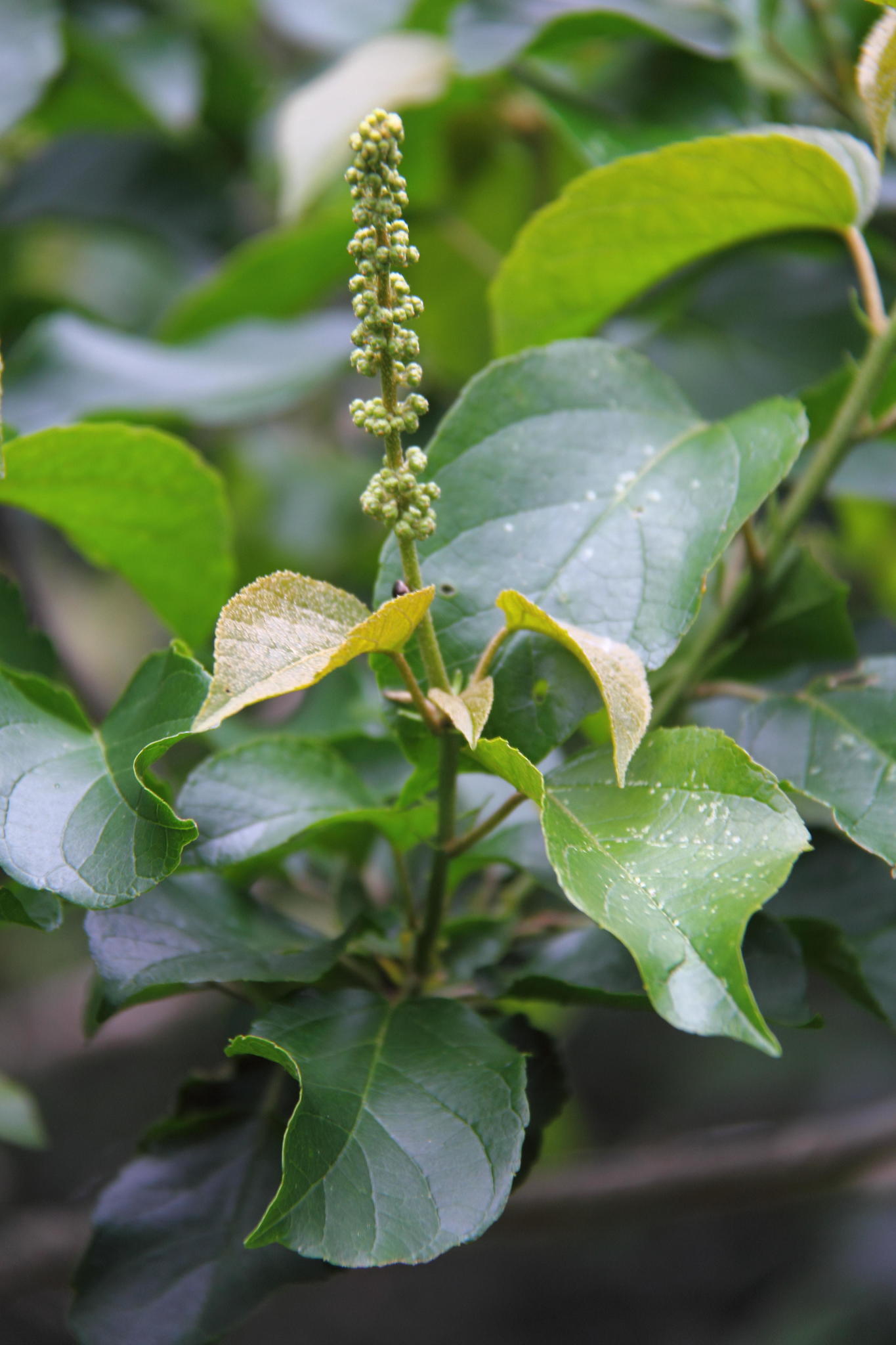 Croton sylvaticus