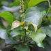 Croton sylvaticus - Photo 由 Suvarna Parbhoo Mohan 所上傳的 (c) Suvarna Parbhoo Mohan，保留部份權利CC BY-NC