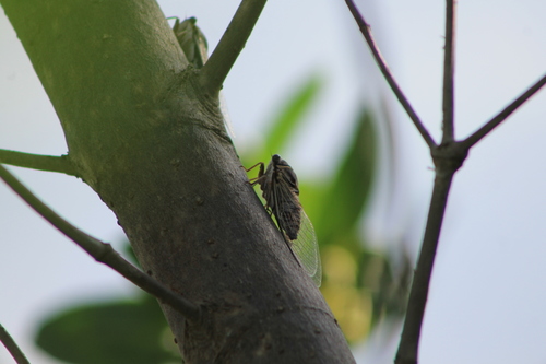 Atlantic Saltmarsh Cicada photo 5