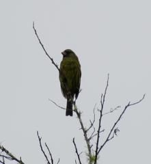 Crithagra scotops umbrosa