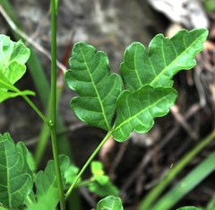 Allophylus decipiens