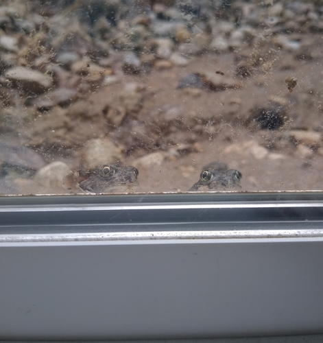 Great Basin Spadefoot photographed in Idaho