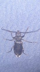 Arhopalus ferus