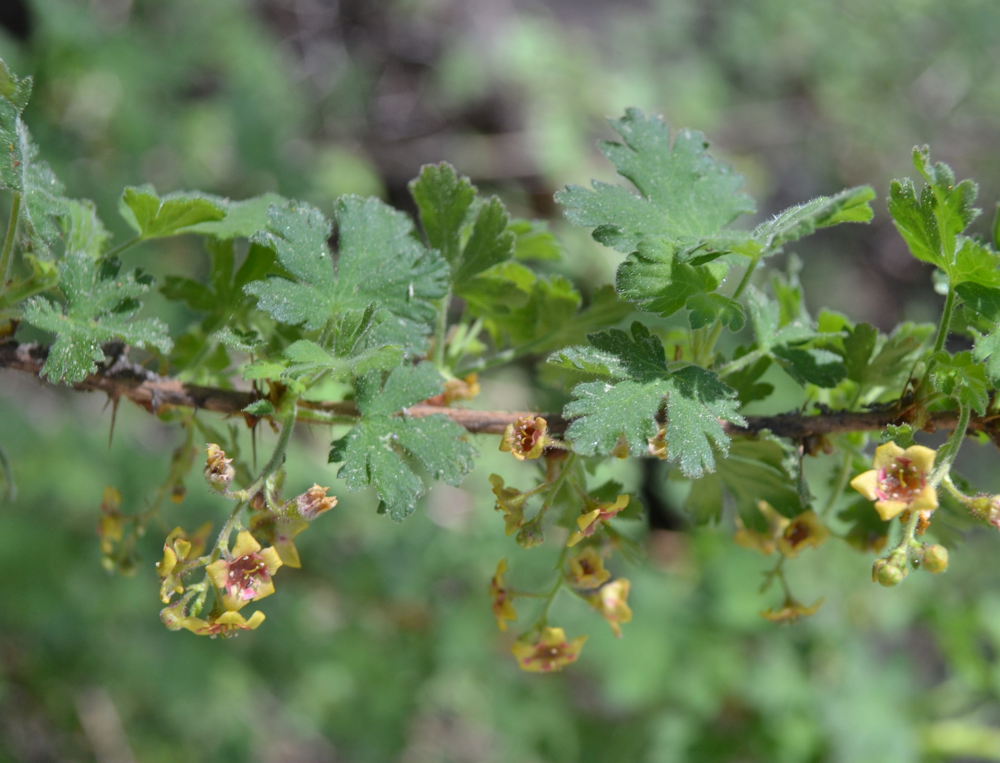 Ribes montigenum