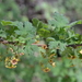 Mountain Gooseberry - Photo (c) Valerie Norton, some rights reserved (CC BY-NC-ND), uploaded by Valerie Norton