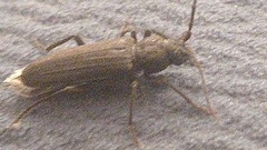 Arhopalus ferus