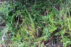 Chasmanthe aethiopica