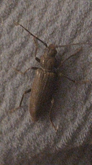 Arhopalus ferus