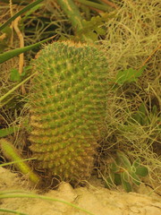 Mammillaria polyedra